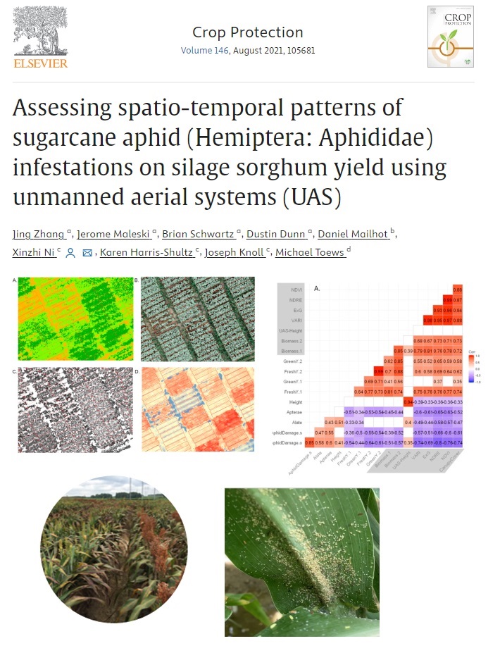 UAS in sorghum with sugarcane aphid damage